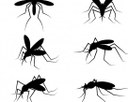 Projeto cria Programa de Prevenção e Combate ao Mosquito